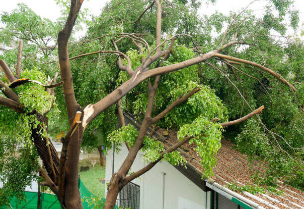 Emergency Tree Removal hurricane